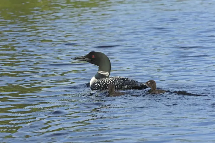 Framed Print : Canada, Ontario. Common loon with chicks on Cassels Lake Framed Print : Canada, Ontario. Common loon with chicks on Cassels Lake