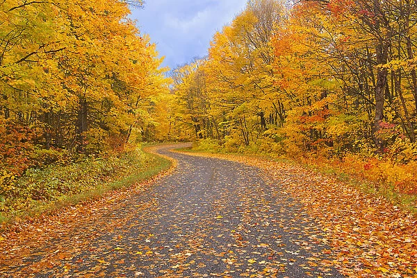 Canada, Ontario. Country road through forest. Credit as