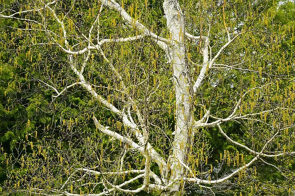 Canada, Ontario, Dorset. Birch tree with catkins in spring