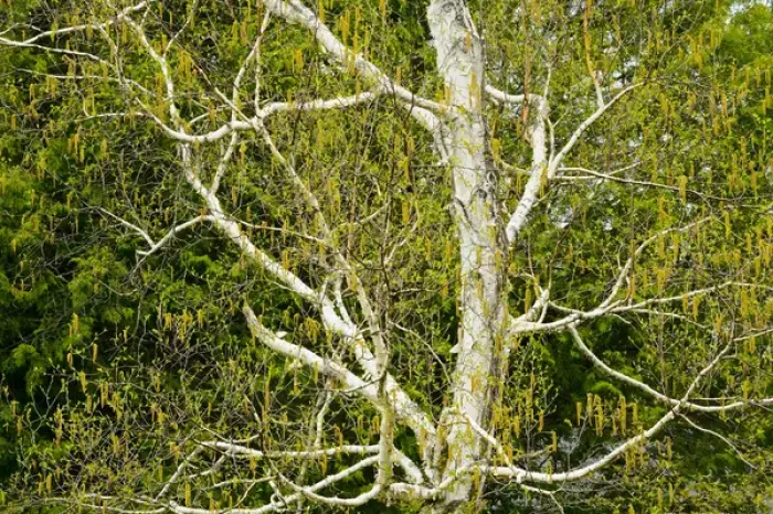 Framed Print : Canada, Ontario, Dorset. Birch tree with catkins in spring Framed Print : Canada, Ontario, Dorset. Birch tree with catkins in spring