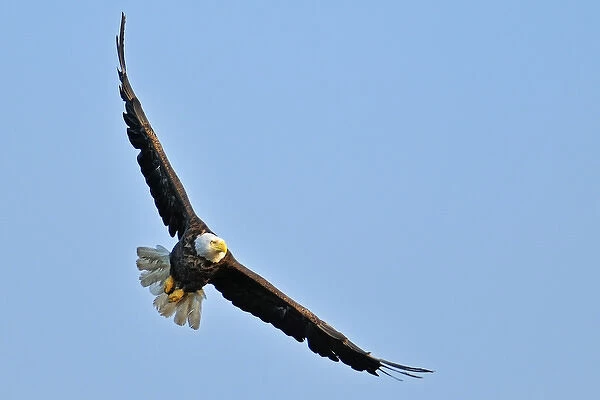 Canada, Ontario, Ear Falls. Bald Eagle in flight