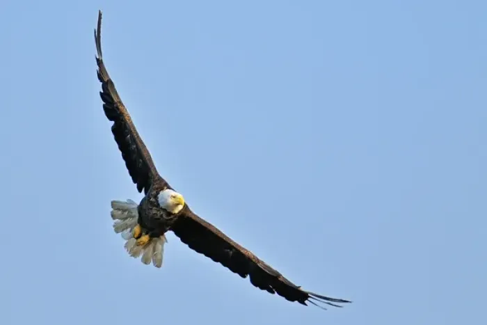 Framed Print : Canada, Ontario, Ear Falls. Bald Eagle in flight