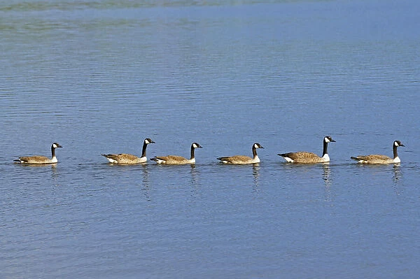 Canada, Ontario, Ear Falls. Canada geese on English River