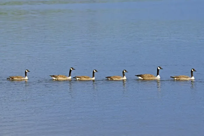 Framed Print : Canada, Ontario, Ear Falls. Canada geese on English River Framed Print : Canada, Ontario, Ear Falls. Canada geese on English River