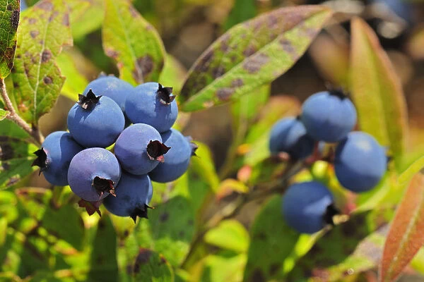 Canada, Ontario, Ear Falls. Close-up of blueberries on vine