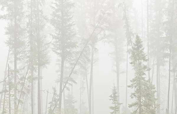 Canada, Ontario, Ear Falls. Forest in fog