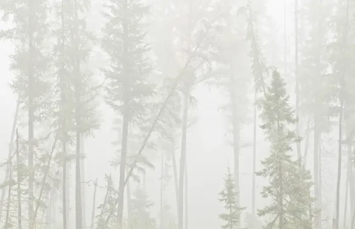 Framed Print : Canada, Ontario, Ear Falls. Forest in fog Framed Print : Canada, Ontario, Ear Falls. Forest in fog