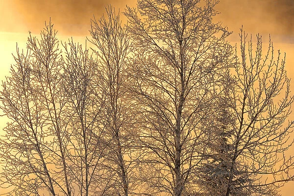 Canada, Ontario, Ear Falls. Poplar trees covered in horafrost at sunrise. Credit as