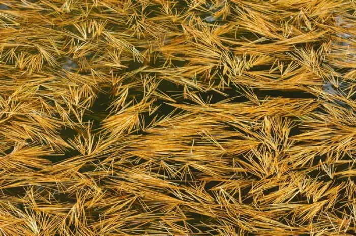 Framed Print : Canada, Ontario. Fallen white pine needles in water Framed Print : Canada, Ontario. Fallen white pine needles in water