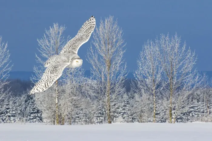 Framed Print : Canada, Ontario. Female snowy owl in flight Framed Print : Canada, Ontario. Female snowy owl in flight