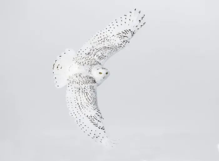 Framed Print : Canada, Ontario. Female snowy owl in flight Framed Print : Canada, Ontario. Female snowy owl in flight