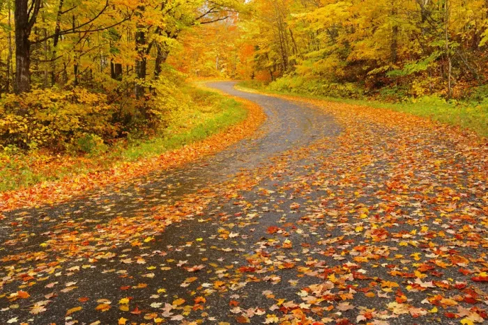 Framed Print : Canada, Ontario, Goulasi River. Country road lined with fallen maple leaves. Credit as Framed Print : Canada, Ontario, Goulasi River. Country road lined with fallen maple leaves. Credit as