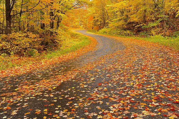 Canada, Ontario, Goulasi River. Country road lined with fallen maple leaves. Credit as