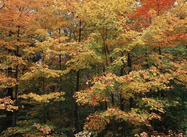 Canada, Ontario, Gravenhurst, View of forest in autumn