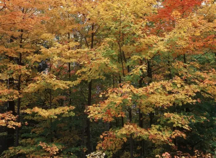 Framed Print : Canada, Ontario, Gravenhurst, View of forest in autumn Framed Print : Canada, Ontario, Gravenhurst, View of forest in autumn