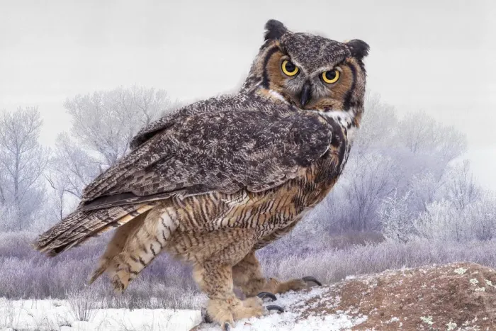 Framed Print : Canada, Ontario. Great horned owl close-up