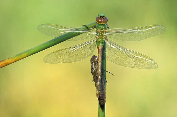 Canada, Ontario. Green darner dragonflies on stem