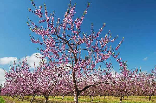 Canada, Ontario, Grimsby. Peach orchard in bloom