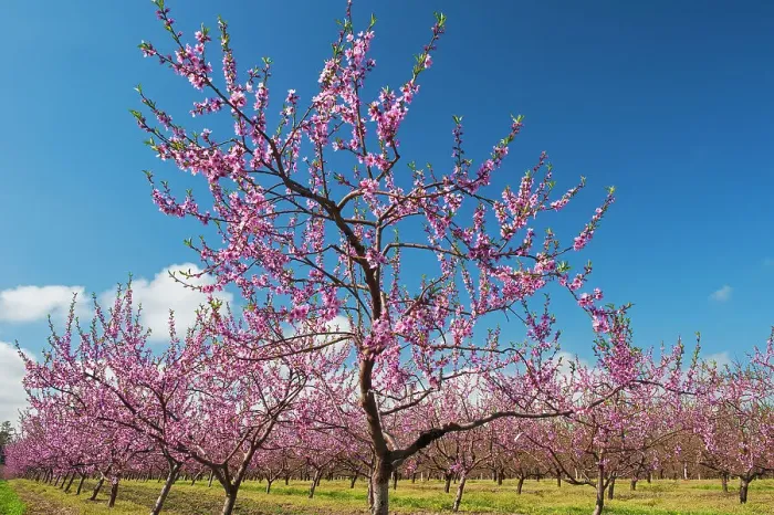 Framed Print : Canada, Ontario, Grimsby. Peach orchard in bloom Framed Print : Canada, Ontario, Grimsby. Peach orchard in bloom
