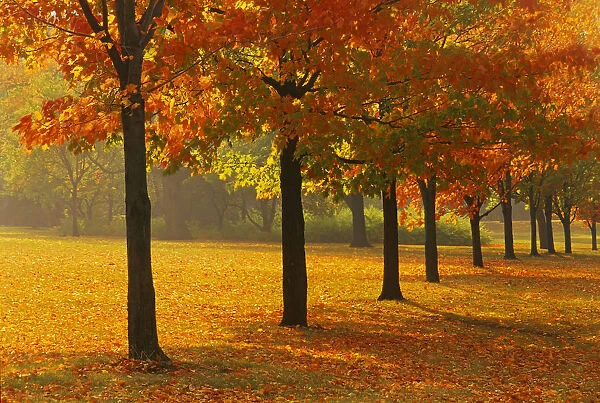 Canada, Ontario, Guelph. Sugar maple trees in autumn