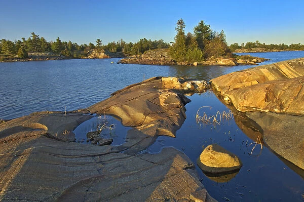 Canada, Ontario, Honey Harbour. White pine tree on Precambrian shield rock