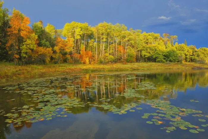 Framed Print : Canada, Ontario, Kenora District. Forest autumn colors reflect on Middle Lake Framed Print : Canada, Ontario, Kenora District. Forest autumn colors reflect on Middle Lake