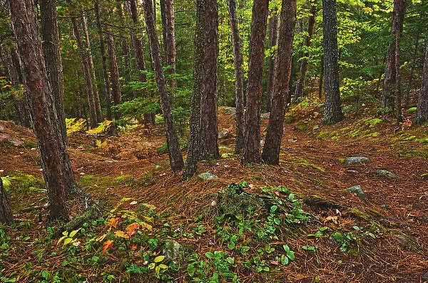 Canada, Ontario, Killarney Provincial Park. Scenic of red pine forest on Granite Ridge Trail