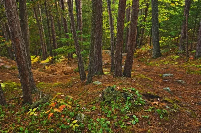 Framed Print : Canada, Ontario, Killarney Provincial Park. Scenic of red pine forest on Granite Ridge Trail Framed Print : Canada, Ontario, Killarney Provincial Park. Scenic of red pine forest on Granite Ridge Trail