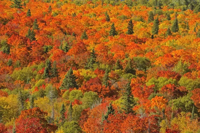Framed Print : Canada, Ontario, Lake Superior Provincial Park. Evergreen and maple trees in autumn color Framed Print : Canada, Ontario, Lake Superior Provincial Park. Evergreen and maple trees in autumn color