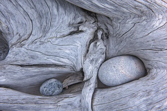 Framed Print : Canada, Ontario, Marathon. Rocks in driftwood on Pebble Beach Framed Print : Canada, Ontario, Marathon. Rocks in driftwood on Pebble Beach