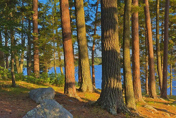 Canada, Ontario. Mature white pines and red pines at sunset