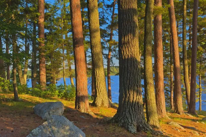 Framed Print : Canada, Ontario. Mature white pines and red pines at sunset Framed Print : Canada, Ontario. Mature white pines and red pines at sunset