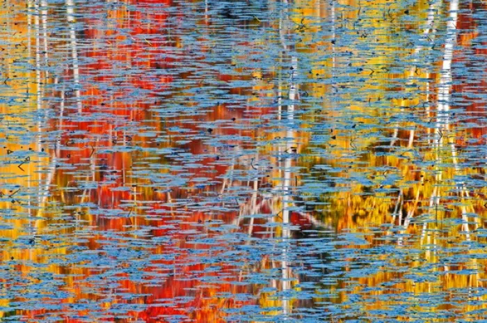 Framed Print : Canada, Ontario, Minden. Autumn-colored tree reflect in pond of water lilies. Credit as