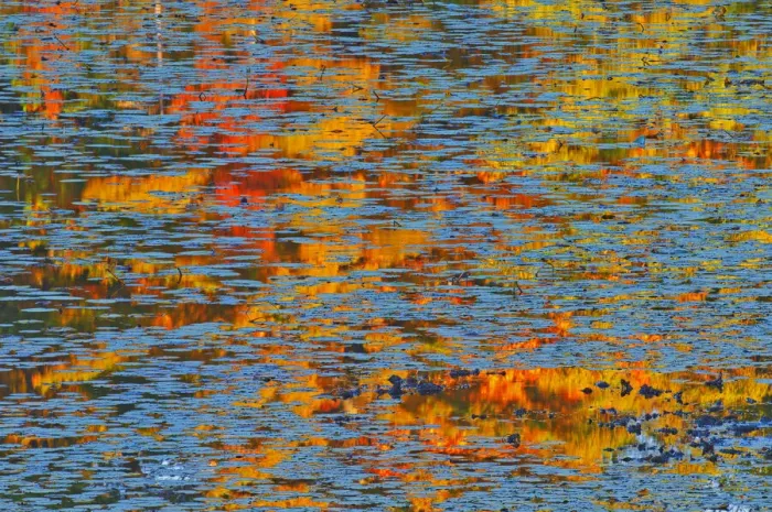 Framed Print : Canada, Ontario, Minden. Reflection of autumn colored forest in pond with water lily pads Framed Print : Canada, Ontario, Minden. Reflection of autumn colored forest in pond with water lily pads