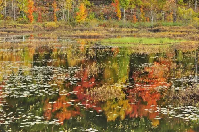 Framed Print : Canada, Ontario, Minden. Reflection of autumn-colored trees in pond Framed Print : Canada, Ontario, Minden. Reflection of autumn-colored trees in pond