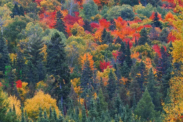 Canada, Ontario, Mississauga Provincial Park. Autumn colors in forest