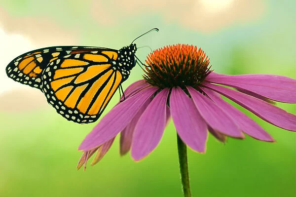 Canada, Ontario. Monarch butterfly on Echinacea flower
