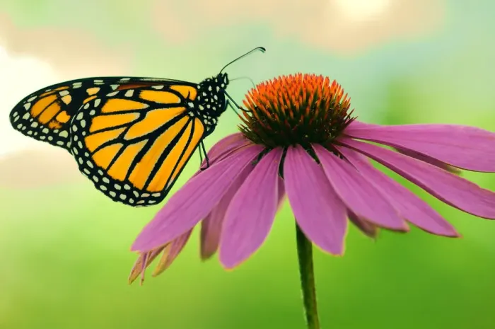 Framed Print : Canada, Ontario. Monarch butterfly on Echinacea flower Framed Print : Canada, Ontario. Monarch butterfly on Echinacea flower