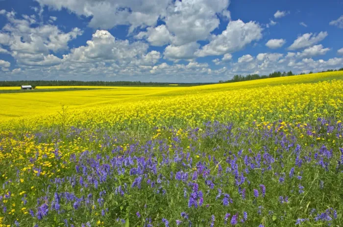 Framed Print : Canada, Ontario, New Liskeard. Canola crop and wild vetch flowers in bloom