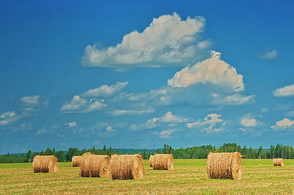 Canada, Ontario, New Liskeard. Hay bales in farm field