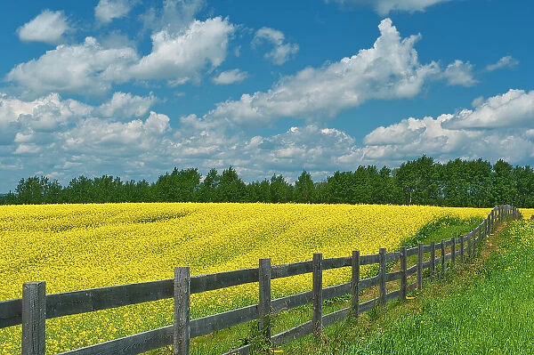 Canada, Ontario, New Liskeard. Yellow canola crop and wooden fence