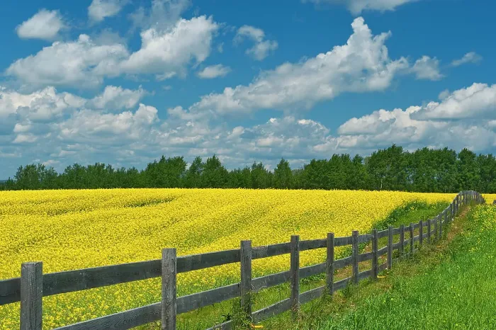 Framed Print : Canada, Ontario, New Liskeard. Yellow canola crop and wooden fence Framed Print : Canada, Ontario, New Liskeard. Yellow canola crop and wooden fence