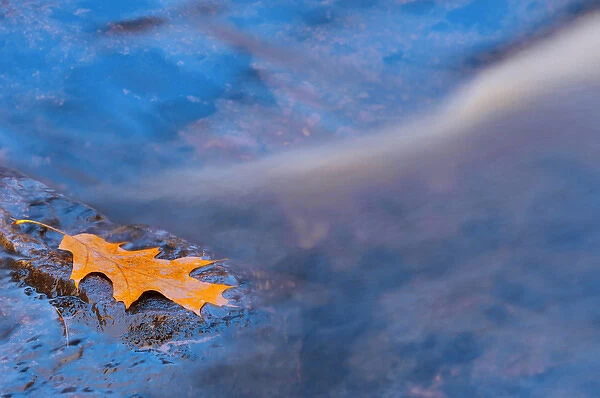 Canada, Ontario. Oak leaf on rock in Rosseau River