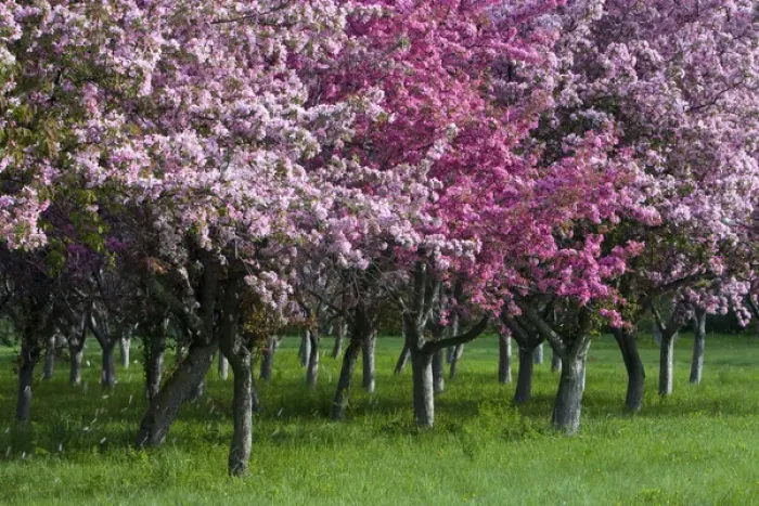 Framed Print : Canada, Ontario, Ottawa. Grove of cherry trees with variations in blossom color. Credit as Framed Print : Canada, Ontario, Ottawa. Grove of cherry trees with variations in blossom color. Credit as