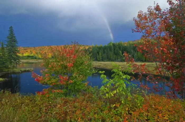 Framed Print : Canada, Ontario, Oxtongue Lake. Rainbow and maple trees in autumn color. Credit as Framed Print : Canada, Ontario, Oxtongue Lake. Rainbow and maple trees in autumn color. Credit as