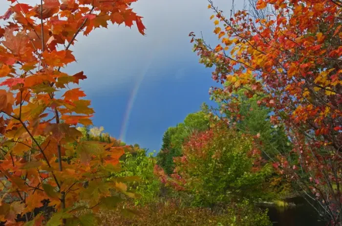 Framed Print : Canada, Ontario, Oxtongue Lake. Rainbow and maple trees in autumn color. Credit as Framed Print : Canada, Ontario, Oxtongue Lake. Rainbow and maple trees in autumn color. Credit as