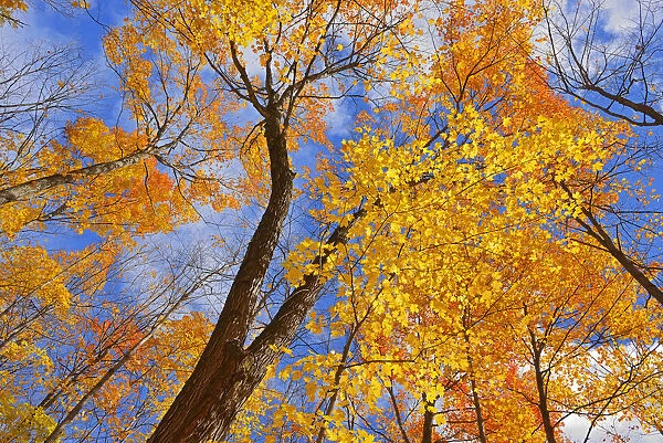 Canada, Ontario, Parry Sound. Sugar maple trees in autumn