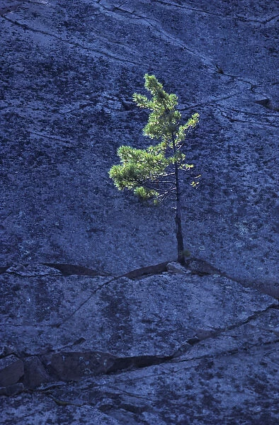 Canada, Ontario. Pine tree growing from crack in rock