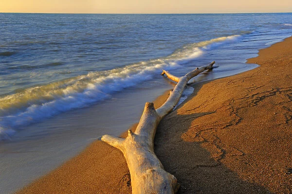 Canada, Ontario, Point Pelee National Park. Driftwood on Lake Erie shore. Credit as