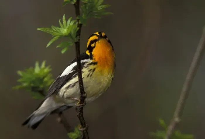 Framed Print : Canada, Ontario, Pt. Pelee National Park. Male blackburnian warbler in breeding plumage Framed Print : Canada, Ontario, Pt. Pelee National Park. Male blackburnian warbler in breeding plumage
